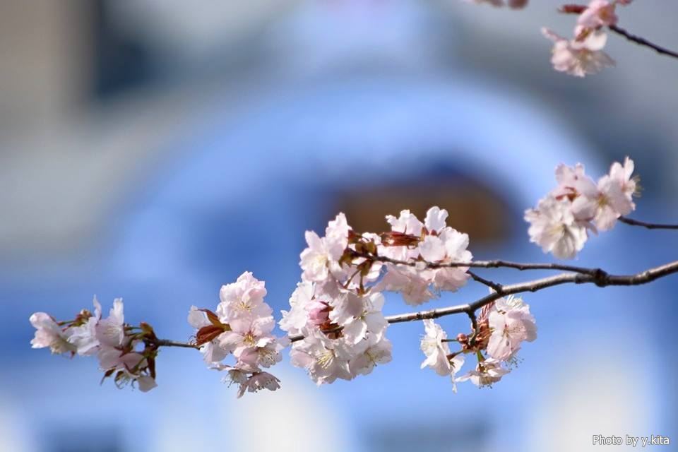 中島公園の桜（2015年）