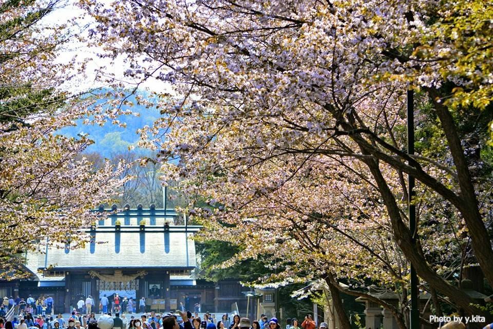 北海道神宮の桜（2015年）