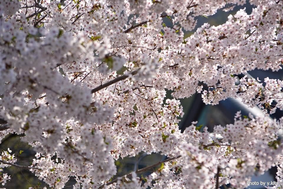 北海道神宮の桜（2015年）